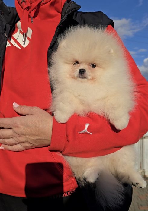 Нереально гарні ведмедики.