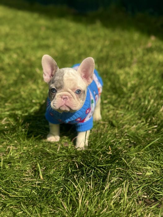 Неймовірна блакитноока дівчинка для Вас!Доставка за кордон