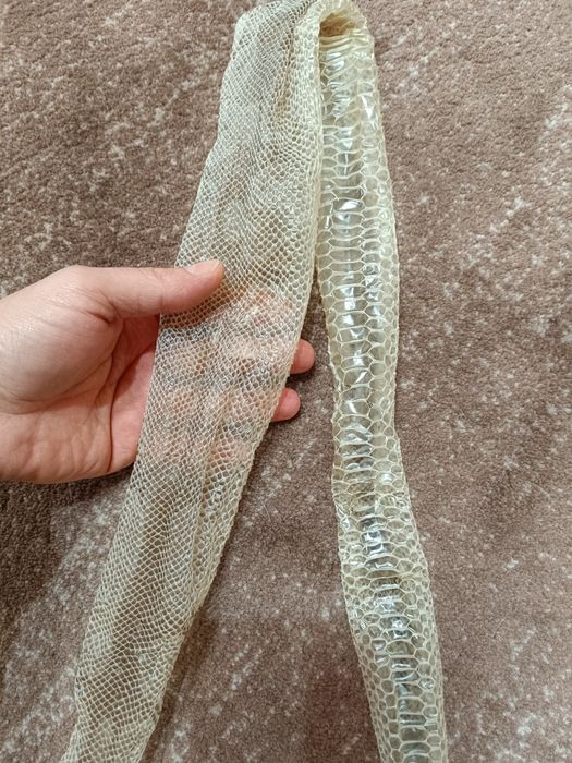 Выползок змеи питона