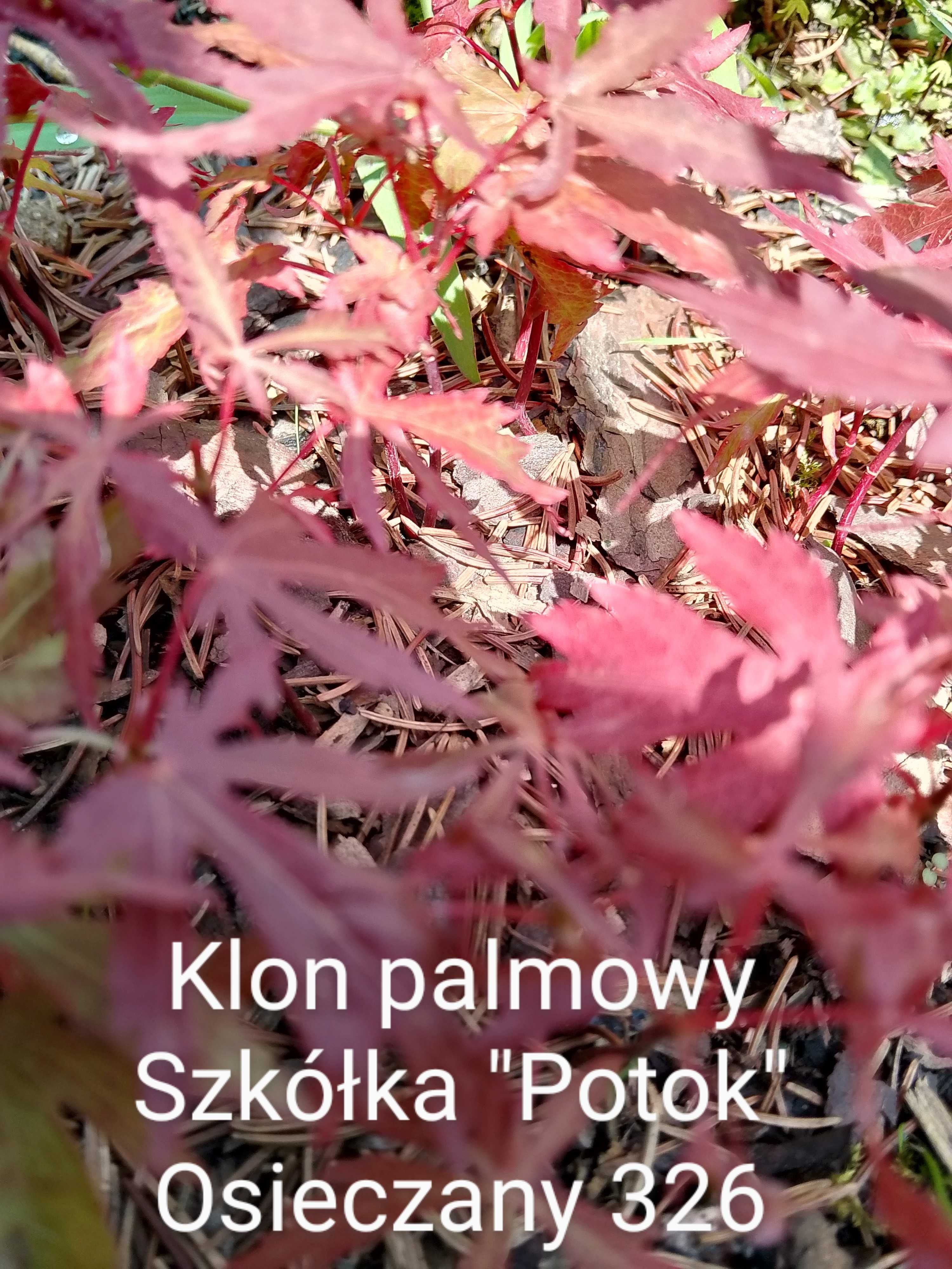 Klon , Klony szczepione , royal Red , Crimson , klon palmowy Producent