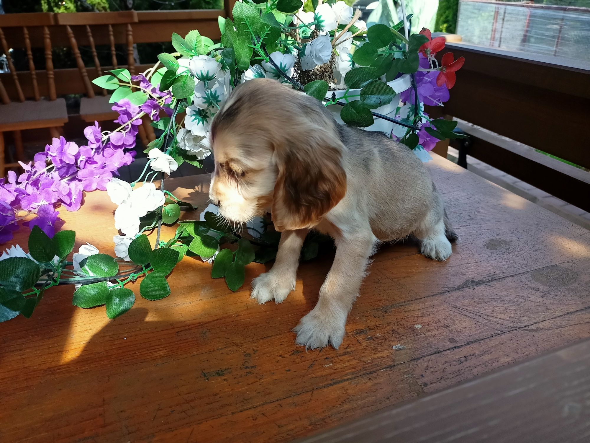 Cocker spaniel angielski Piesek