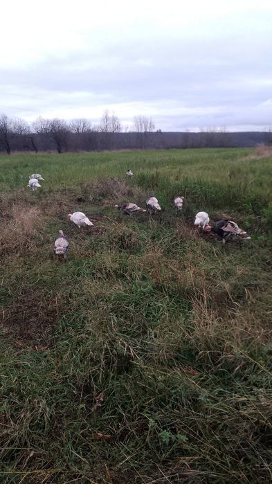 Продам індюків домашніх