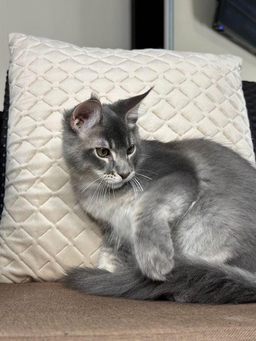 Ludovik-Kocurek Maine Coon