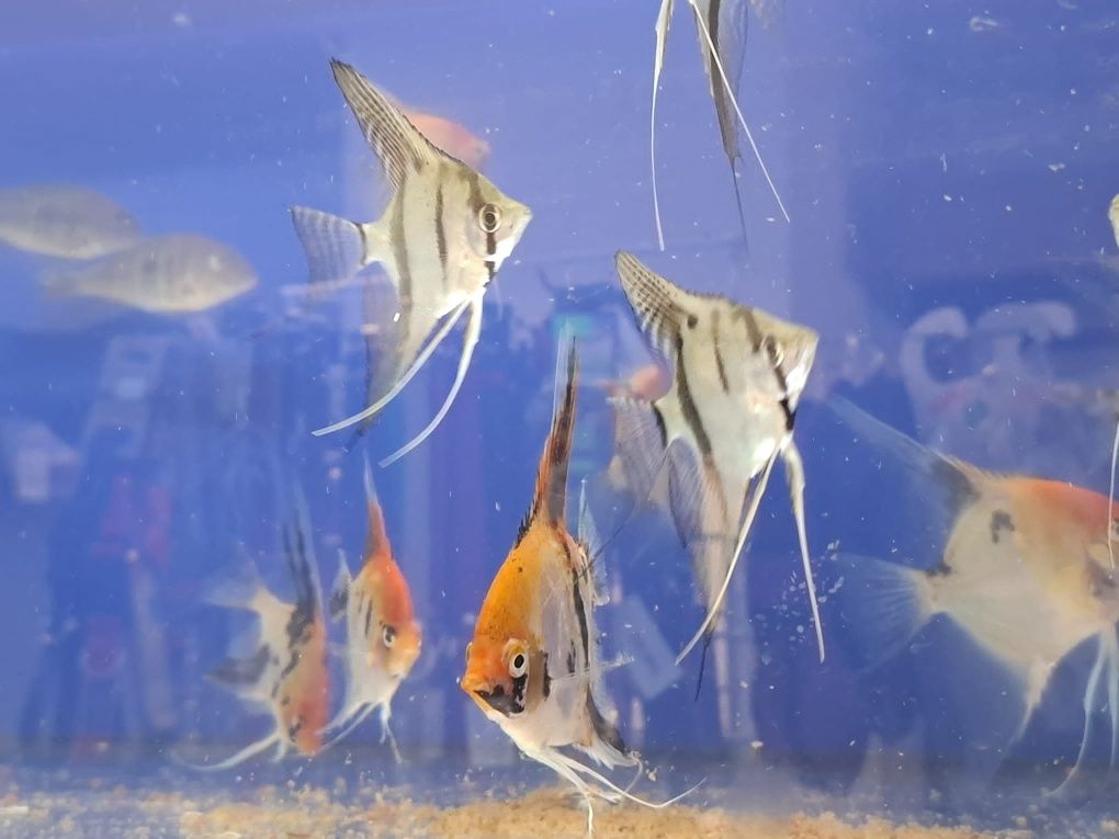 Skalar koi 6-8cm