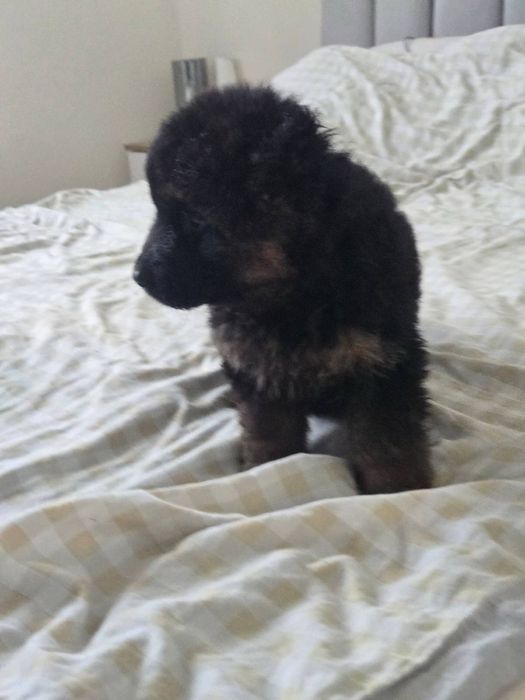 Witam sprzedam szczeniaka owczarek niemiecki dlugowlosy