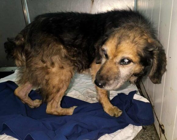 Starszy piesek LESZEK szuka spokojnego domku!