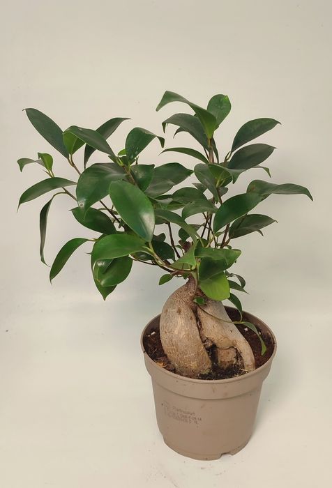 Фікус Гінсенг мікрокарпа (Ficus Ginseng microcarpa)