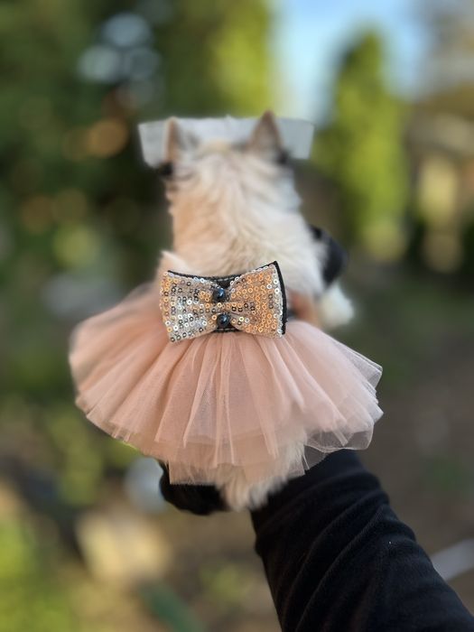 Дівчинка Бівер Йорк — маленька ніжність з великим серцем бивер