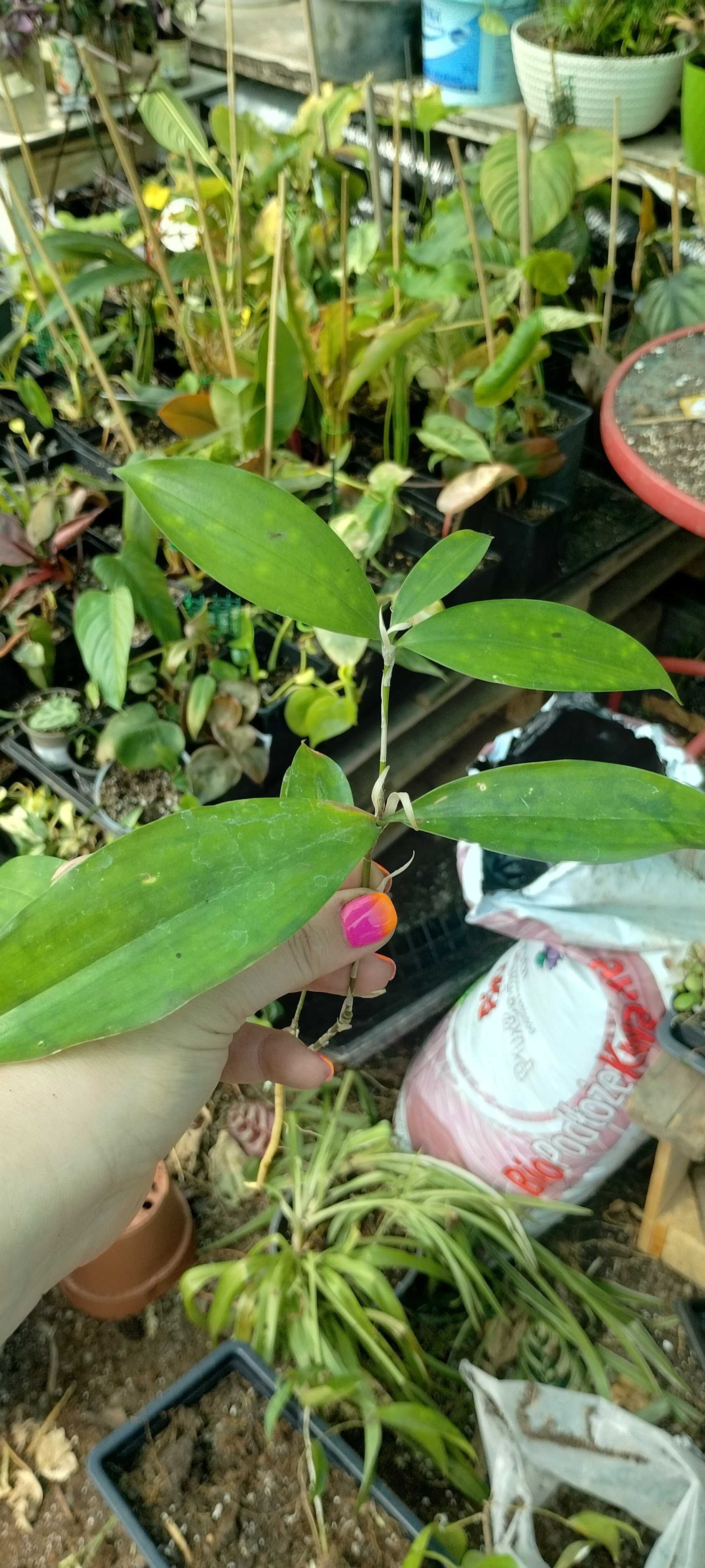 dracena surculosa Mike