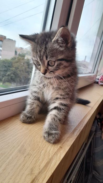 Віддам котика в добрі руки