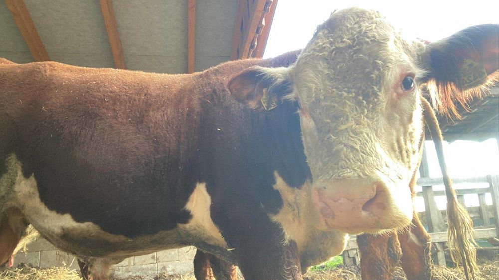 Sprzedam byczka hereford