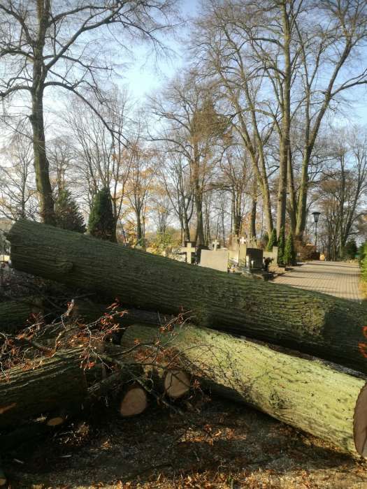 Wycinka drzew ALPINISTYCZNA wraz z mieleniem gałęzi frezowanie pni