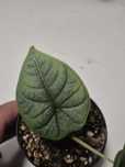 Alocasia Melo Alokazja ostatnia sztuka