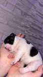 Buldog francuski