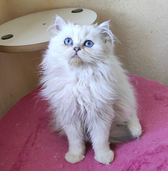 Мальчик шиншиллка поинт