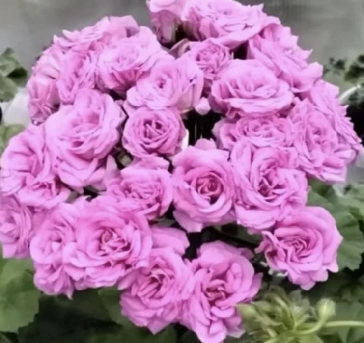 Пеларгонія Ю Мерлезон-2 Доросла рослина