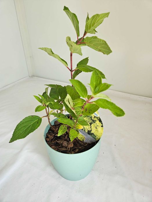 Hortensja bukietowa Mohito 35cm C2 – krzew ozdobny + nawóz gratis