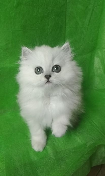 Шиншилла серебристый хайленд белый