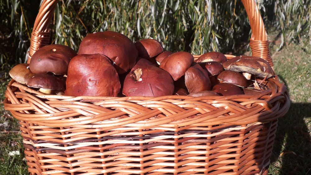 Podgrzybki Grzyby świeże codziennie zbierane 8kg po 26zł