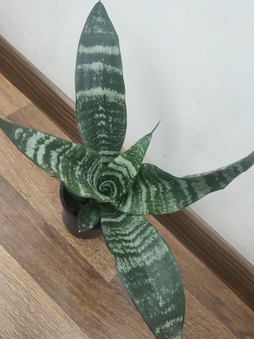 Сансевиерия тещин язык щучий хвост