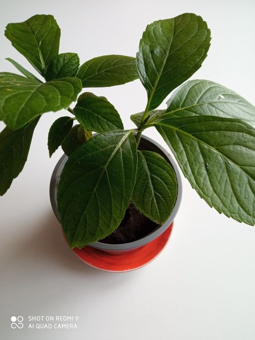 Кімнатна рослина гортензія