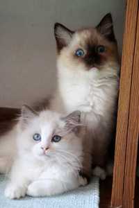 Продам чистокровних кошенят з блакитними очима-порода регдол