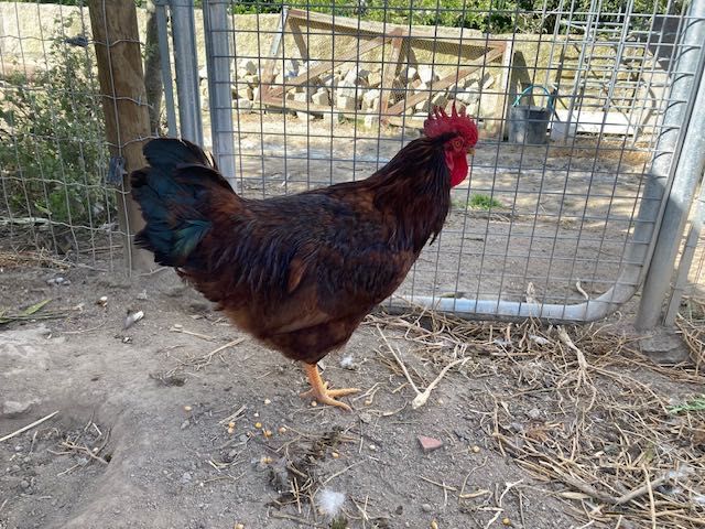 Galo Rhode Island red puro 10 meses