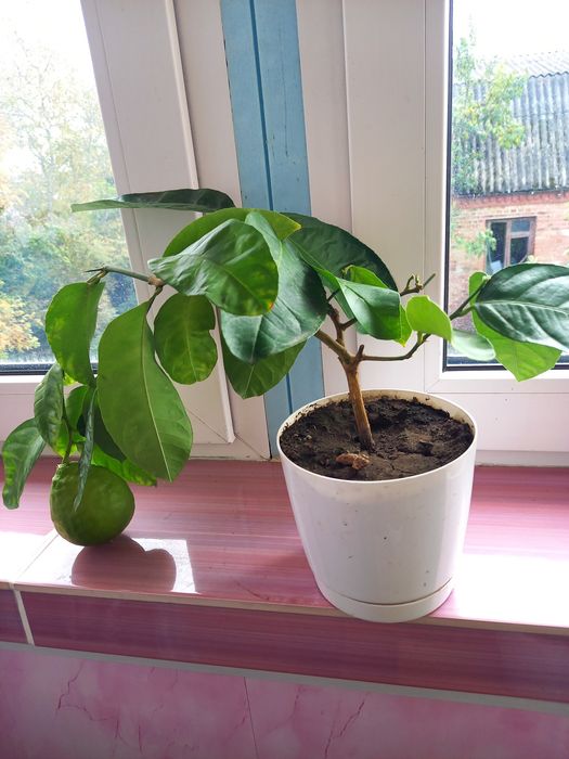 Лимонне дерево та кумкват