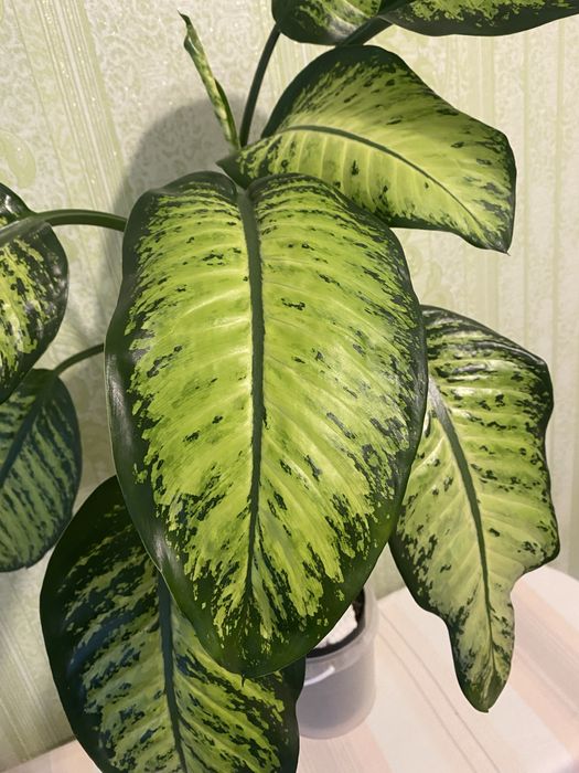 Диффенбахия взрослая