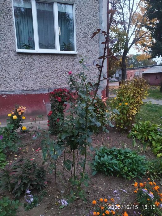 Продам рози кущові.
