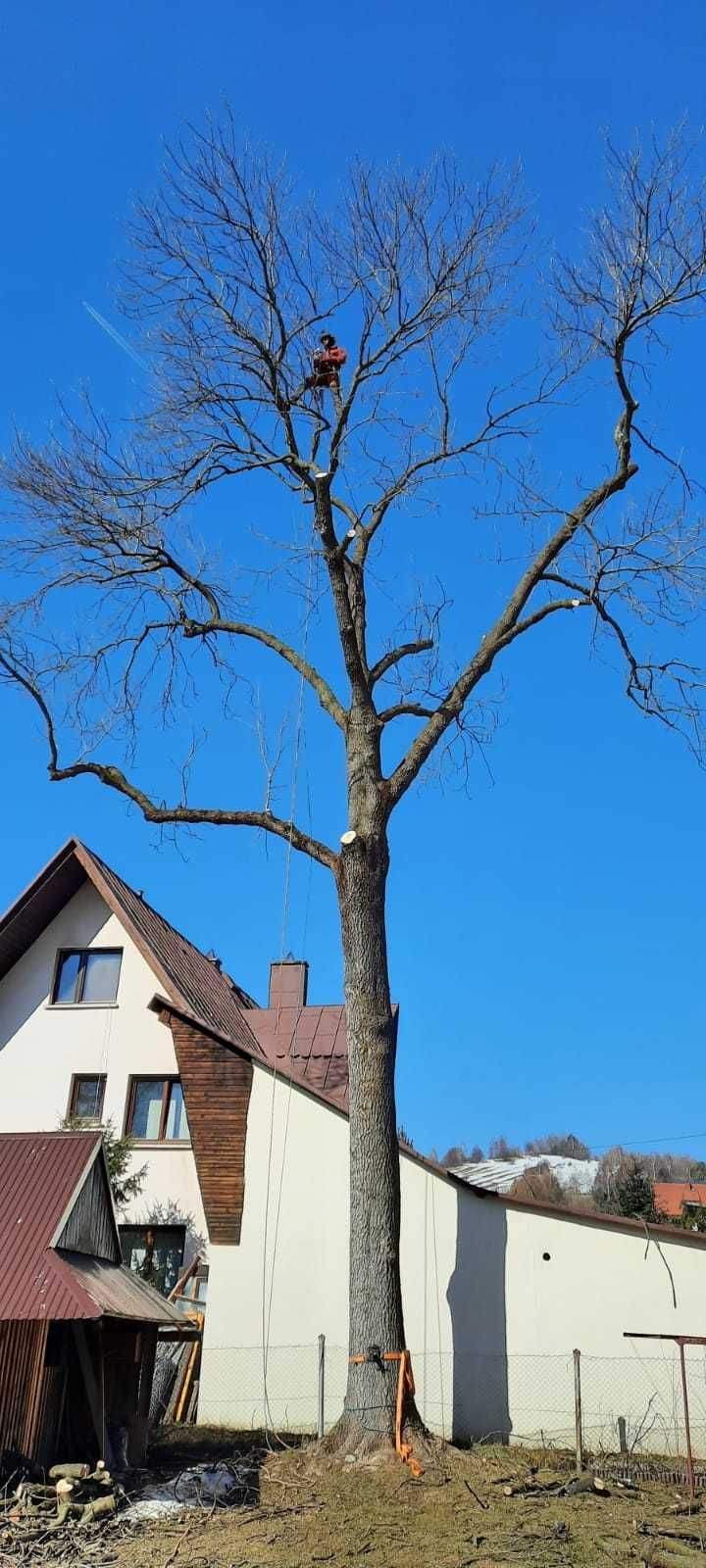 Wycinka drzew, pielęgnacja drzew, czyszczenie działek, usługi rębakiem