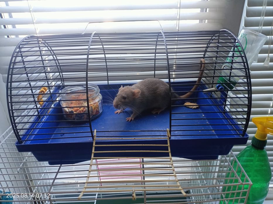 Продам крыску Дамбо с клеткой (не на корм питону)