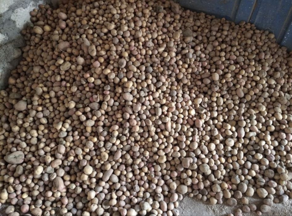 Дрібна картопля