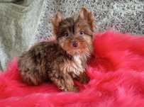 Śliczna Suczka Tweed Choco Merle Yorkshire Terrier- z niebieskim okiem