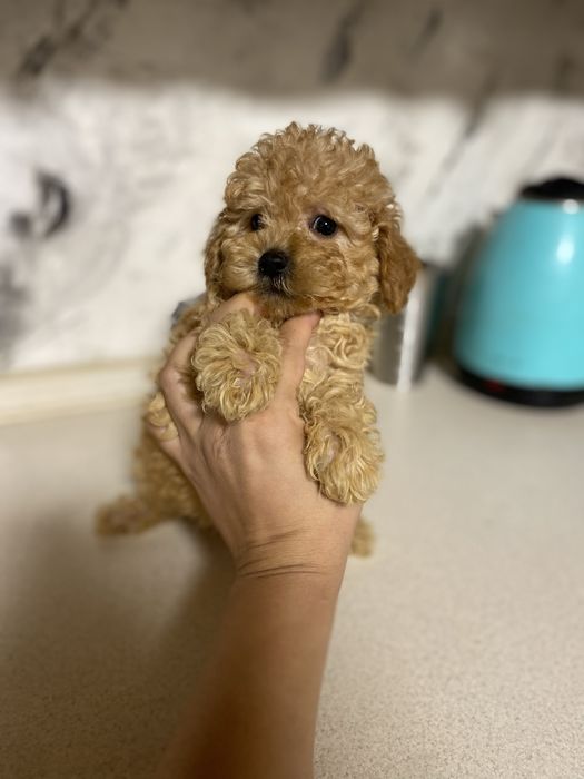 Мальтипу плюшевый мини мишка