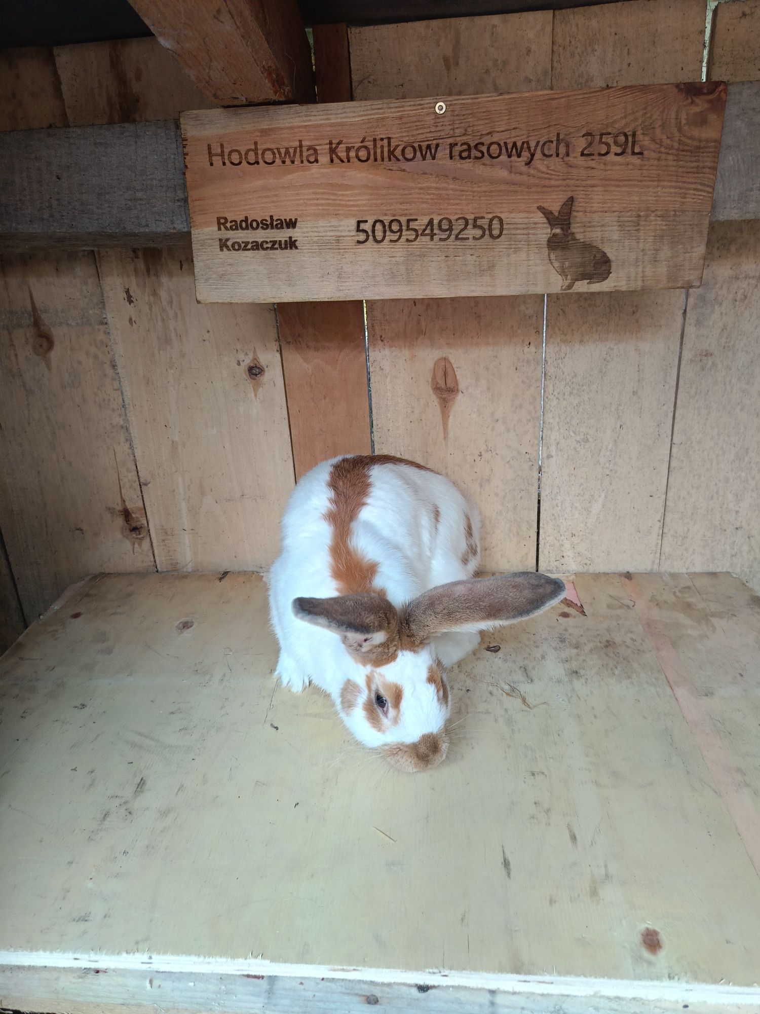 Srokacz żułty OSŻ
