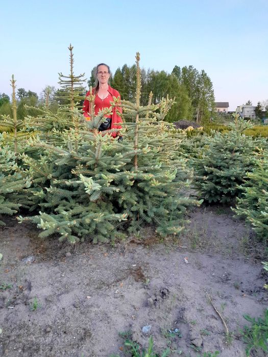 Świerk srebrny do 150cm