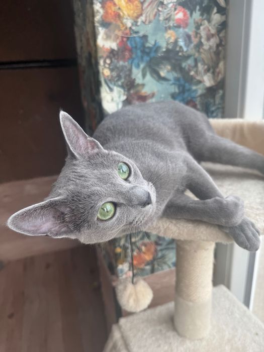 Kotka rosyjska niebieska