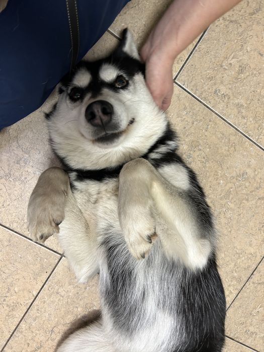 Хаскі бескоштовно