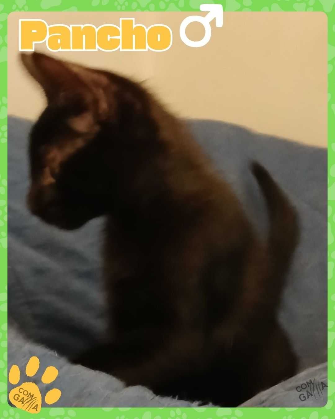 Gatinho para adoção - Pancho