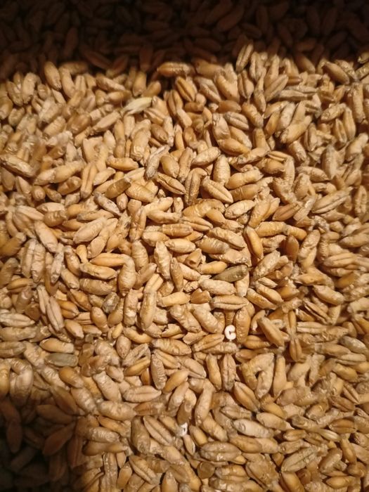 Pszenżyto ozime do siewu pierwszy rok po centrali.