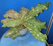 Хойи Undulata, Sp Aceh Takengon
