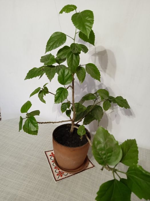 Китайська троянда, махрова