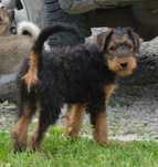 Airedale Terrier - szczenięta ZKWP