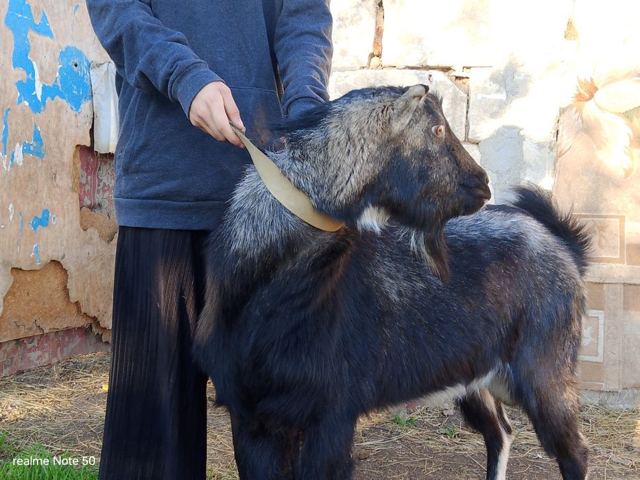 Продам козлика коротковушка