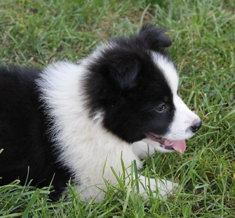 Suczka Border Collie ZKwP/FCI