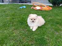 Pomeranian szpic miniaturowy - chłopiec