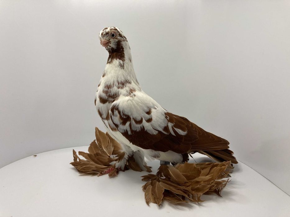 Motyl warszawski czerwony para rozpłodowa