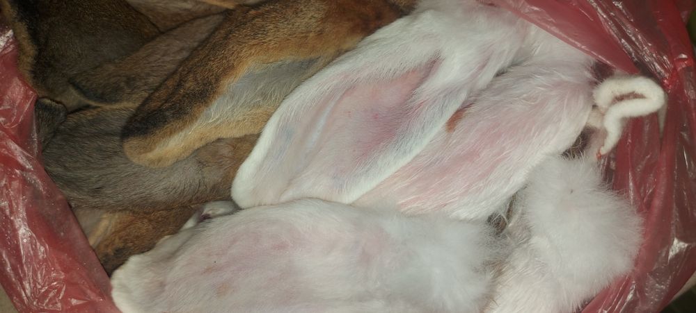 Вушка кролячі ( корм для собак))