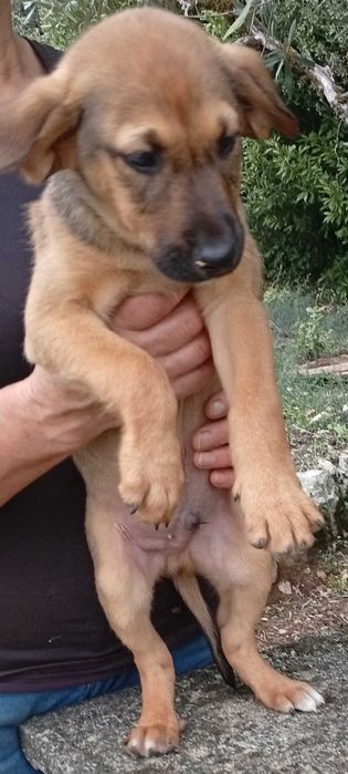 Cachorros para Adoção